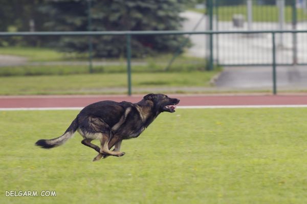 سگ نژاد ژرمن شپرد (German Shepherd): سگ اصیل آلمانی + گالری (2 نکته مهم) سگ نژاد ژرمن شپرد (German Shepherd): سگ اصیل آلمانی عکس