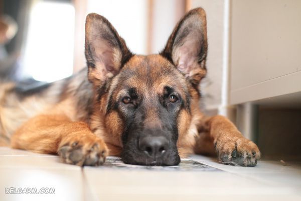 سگ نژاد ژرمن شپرد (German Shepherd): سگ اصیل آلمانی + گالری (2 نکته مهم) سگ نژاد ژرمن شپرد (German Shepherd): سگ اصیل آلمانی عکس