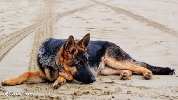 سگ نژاد ژرمن شپرد (German Shepherd): سگ اصیل آلمانی + گالری (2 نکته مهم) سگ نژاد ژرمن شپرد (German Shepherd): سگ اصیل آلمانی عکس
