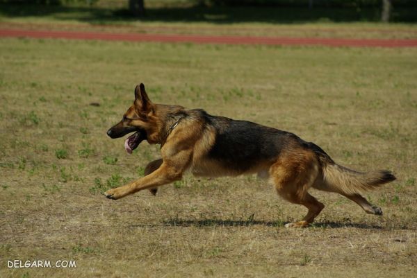 سگ نژاد ژرمن شپرد (German Shepherd): سگ اصیل آلمانی + گالری (2 نکته مهم) سگ نژاد ژرمن شپرد (German Shepherd): سگ اصیل آلمانی عکس