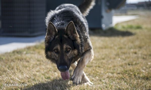 سگ نژاد ژرمن شپرد (German Shepherd): سگ اصیل آلمانی + گالری (2 نکته مهم) سگ نژاد ژرمن شپرد (German Shepherd): سگ اصیل آلمانی عکس