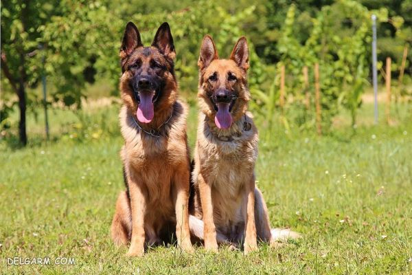 سگ نژاد ژرمن شپرد (German Shepherd): سگ اصیل آلمانی + گالری (2 نکته مهم) سگ نژاد ژرمن شپرد (German Shepherd): سگ اصیل آلمانی عکس