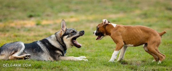 سگ نژاد ژرمن شپرد (German Shepherd): سگ اصیل آلمانی + گالری (2 نکته مهم) سگ نژاد ژرمن شپرد (German Shepherd): سگ اصیل آلمانی عکس