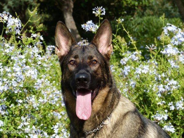 سگ نژاد ژرمن شپرد (German Shepherd): سگ اصیل آلمانی + گالری (2 نکته مهم) سگ نژاد ژرمن شپرد (German Shepherd): سگ اصیل آلمانی عکس