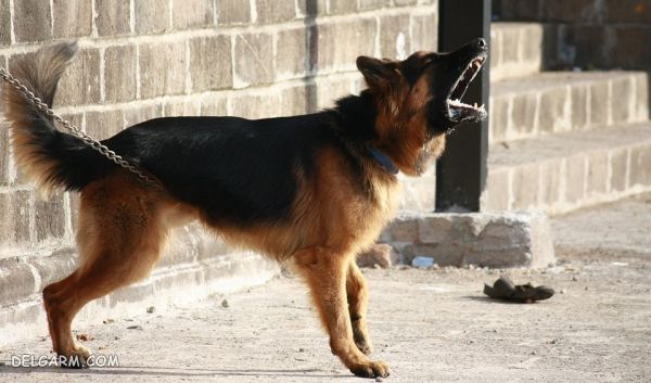 سگ نژاد ژرمن شپرد (German Shepherd): سگ اصیل آلمانی + گالری (2 نکته مهم) سگ نژاد ژرمن شپرد (German Shepherd): سگ اصیل آلمانی عکس