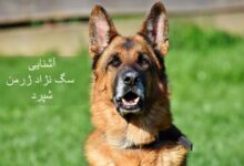 سگ نژاد ژرمن شپرد (German Shepherd): سگ اصیل آلمانی + گالری (2 نکته مهم)