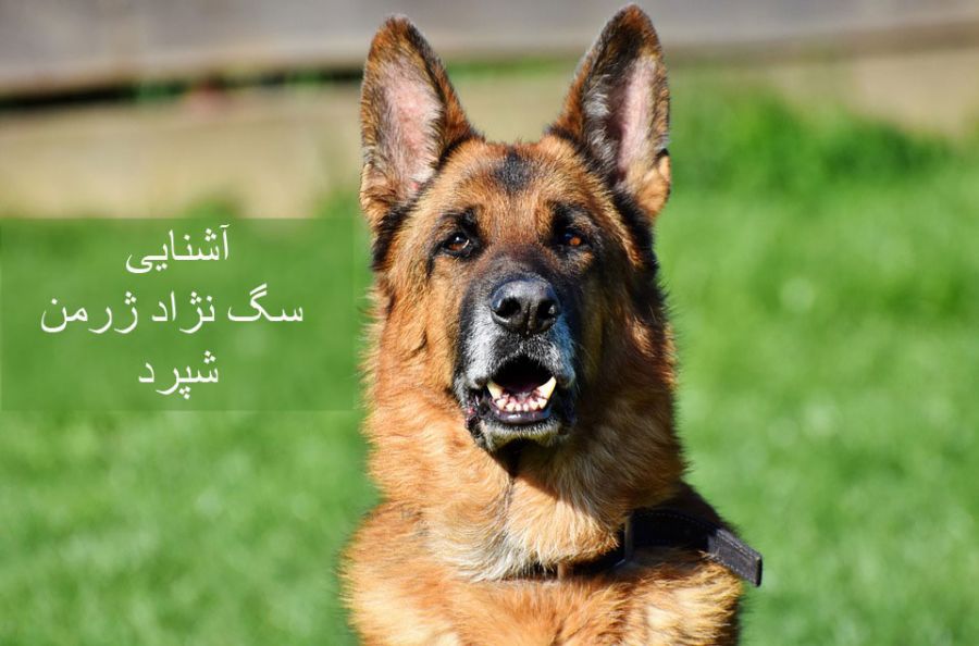 سگ نژاد ژرمن شپرد (German Shepherd): سگ اصیل آلمانی + گالری (2 نکته مهم)