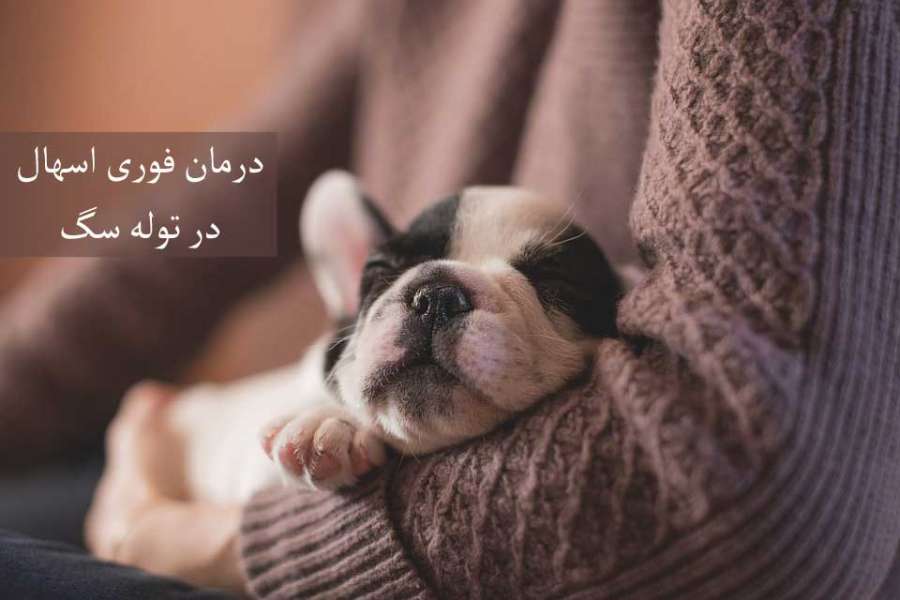 اسهال در توله سگ :: علل ، تشخیص و درمان فوری (2 نکته مهم)