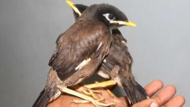 بهترین نحوه نگهداری و بزرگ کردن جوجه مرغ مینا (2 نکته مهم)