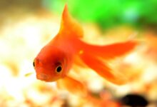 46 حقیقت جالب در مورد ماهی قرمز یا گلدفیش Gold Fish (2 نکته مهم)