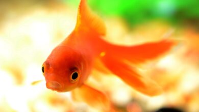 46 حقیقت جالب در مورد ماهی قرمز یا گلدفیش Gold Fish (2 نکته مهم)