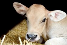 پیشگیری ، تشخیص و ۳ راه درمان فوری اسهال در گوساله ( Calf diarrhea ) (2 نکته مهم)