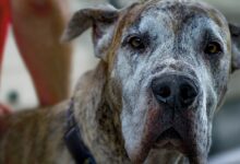 معرفی و نحوه نگهداری سگ نژاد گریت دین ( Great Dane ) (2 نکته مهم)