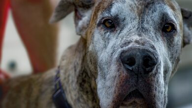 معرفی و نحوه نگهداری سگ نژاد گریت دین ( Great Dane ) (2 نکته مهم)