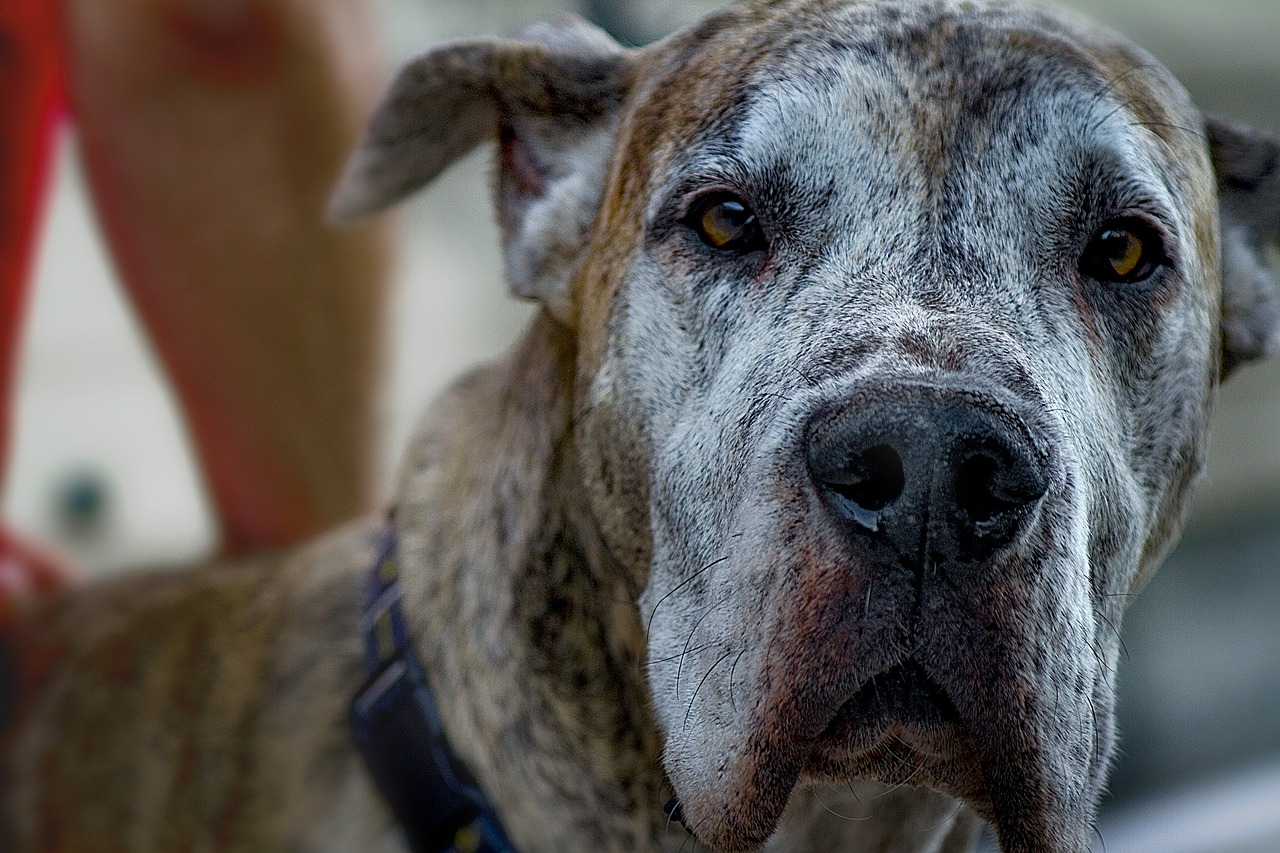 معرفی و نحوه نگهداری سگ نژاد گریت دین ( Great Dane ) (2 نکته مهم)