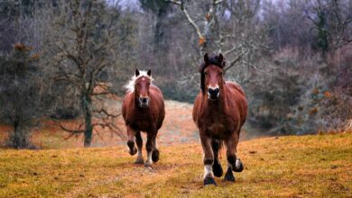 علائم ،تشخیص و درمان آبسه یا بیماری پوستی در اسب ( Abscess in Horses) (2 نکته مهم)