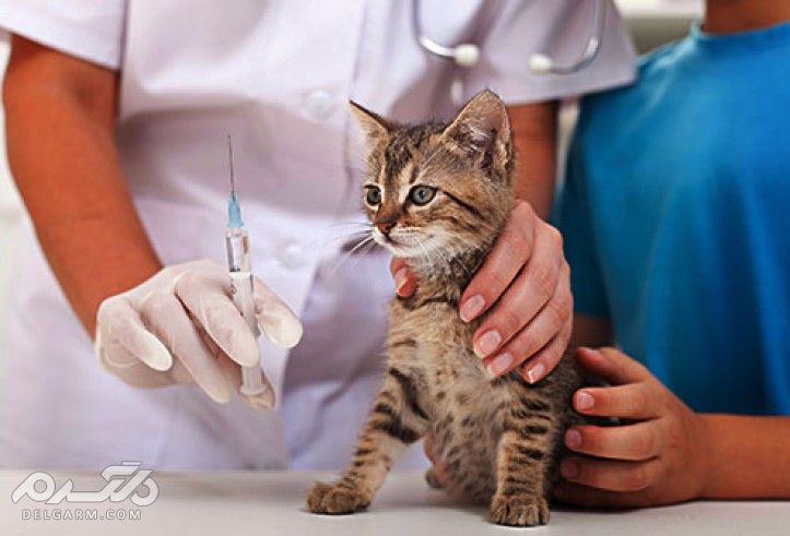راههای درمان و تشخیص ویروس ایدز در گربه ( FIV ) (2 نکته مهم) واکسن ویروس ایذر ( FIV )