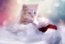 آیا گربه ها هم ایدز ( FIV ) می گیرند؟ (2 نکته مهم)