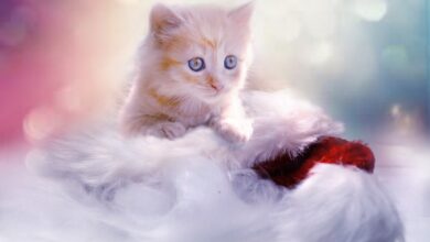 آیا گربه ها هم ایدز ( FIV ) می گیرند؟ (2 نکته مهم)
