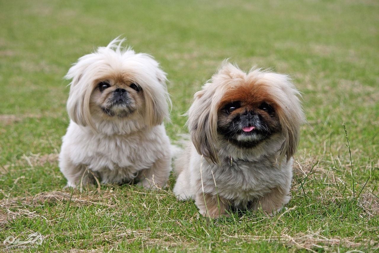 مراقبت سگ آپارتمانی نژاد ( پیکنیز Pekinese )،سگهای عروسکی + ویدیو (2 نکته مهم) رژیم غذایی سگ نژاد پیکنیز
