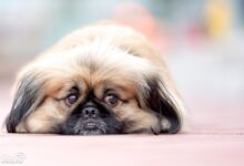 مراقبت سگ آپارتمانی نژاد ( پیکنیز Pekinese )،سگهای عروسکی + ویدیو (2 نکته مهم)