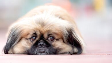 مراقبت سگ آپارتمانی نژاد ( پیکنیز Pekinese )،سگهای عروسکی + ویدیو (2 نکته مهم)