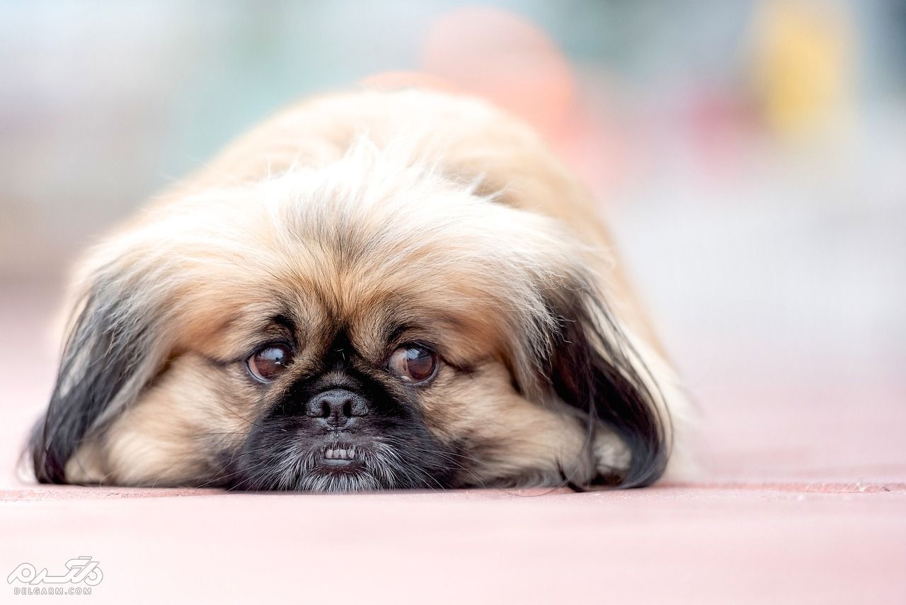 مراقبت سگ آپارتمانی نژاد ( پیکنیز Pekinese )،سگهای عروسکی + ویدیو (2 نکته مهم) مراقبت سگ آپارتمانی نژاد ( پیکنیز Pekinese )،سگهای عروسکی + ویدیو (2 نکته مهم)