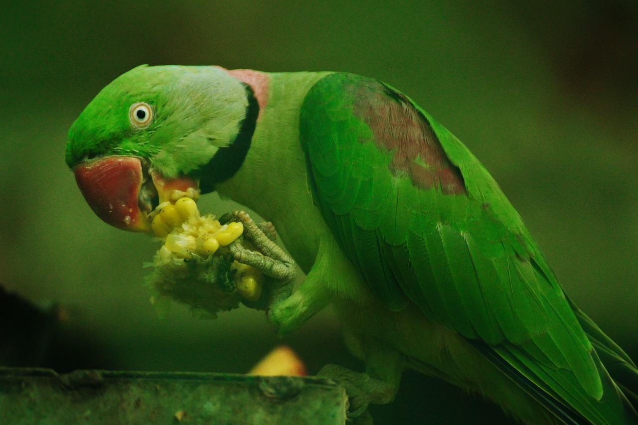 ۹ راه آموزش صحیح برای دستی کردن طوطی( Taming a parrot ) + فیلم (2 نکته مهم)
