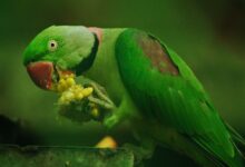 ۹ راه آموزش صحیح برای دستی کردن طوطی( Taming a parrot ) + فیلم (2 نکته مهم)