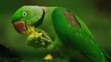 ۹ راه آموزش صحیح برای دستی کردن طوطی( Taming a parrot ) + فیلم (2 نکته مهم)