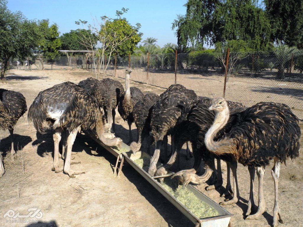 تغذیه جوجه شتر مرغ از بدو تولد تا سن تخم گذاری (2 نکته مهم) پرورش جوجه شترمرغ تا زمان تخم گذاری تصویر