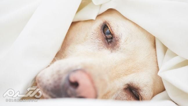 علل ،تشخیص و درمان دیستمپر (Distemper) در سگ (2 نکته مهم) اثرات مخرب ویروس دیسمپر بر روی سگ