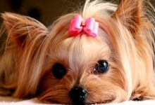 علل ،تشخیص و درمان دیستمپر (Distemper) در سگ (2 نکته مهم)
