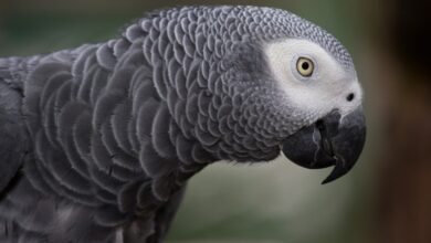 نحوه تشخیص نر یا ماده بودن کاسکو (2 نکته مهم)