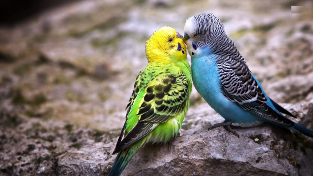 چگونه تشخیص دهیم مرغ عشق نر یا ماده (2 نکته مهم)
