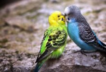 چگونه تشخیص دهیم مرغ عشق نر یا ماده (2 نکته مهم)