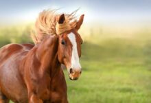 علل ،پیشگیری و درمان کزاز (تتانوس) در اسب (2 نکته مهم)