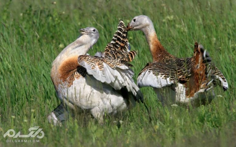 شناسایی مرغ میش یا چیرگ