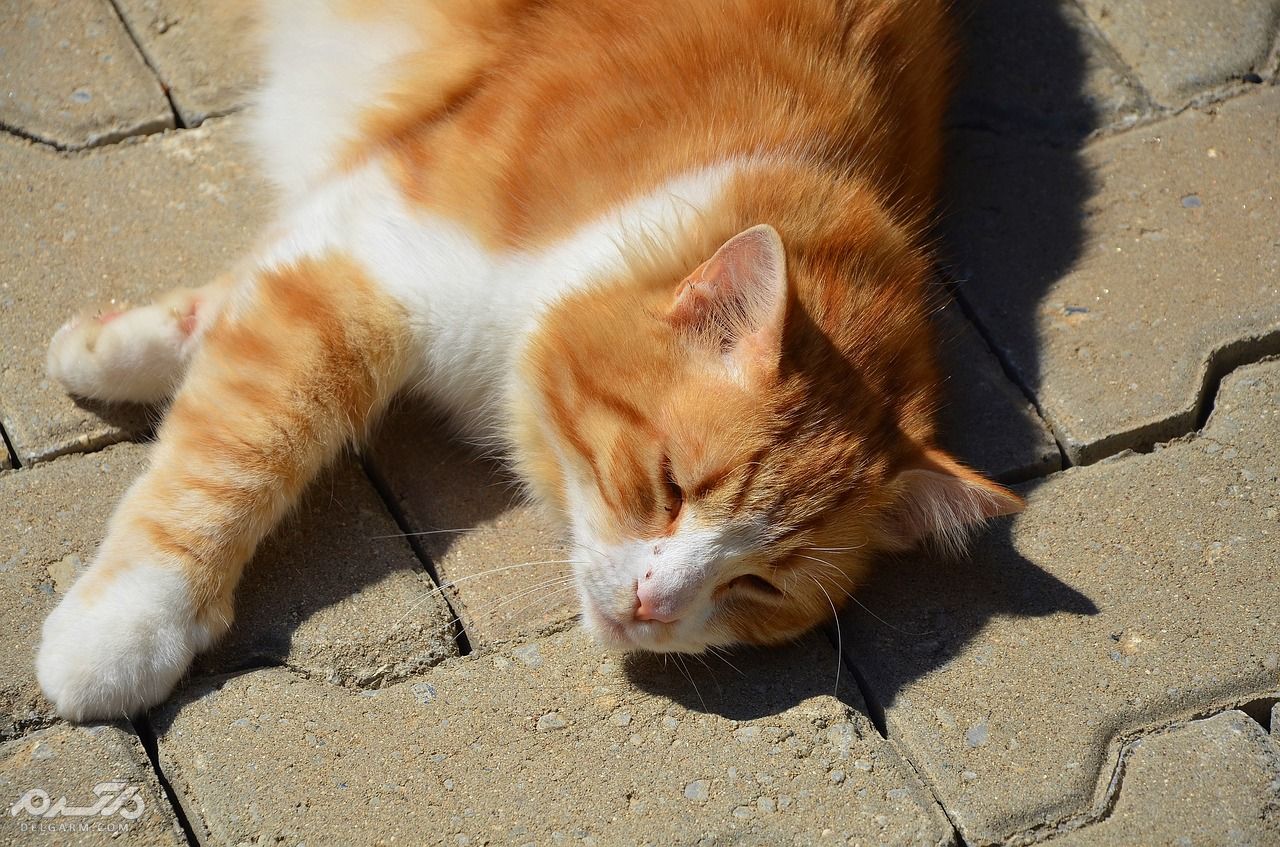 راه انتقال ، تشخیص و درمان سرطان خون در گربه (2 نکته مهم) سرطان خون یا ویروس لوسمی در گربه ( Feline Leukemia Virus )