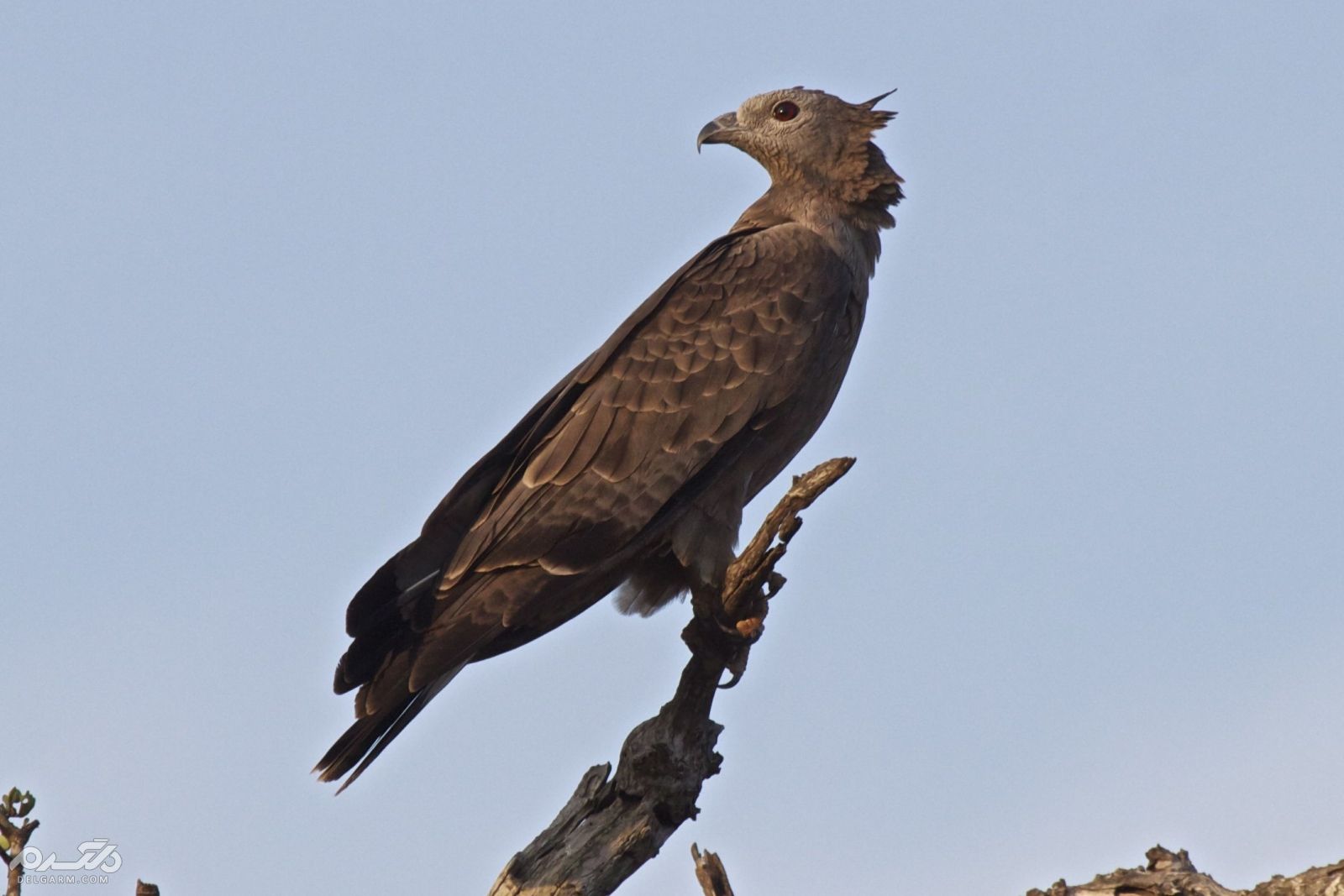 سارگپه تاجدار