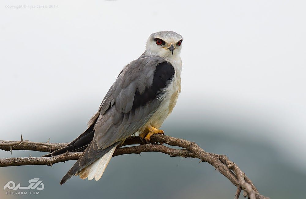 کورکور بال سیاه