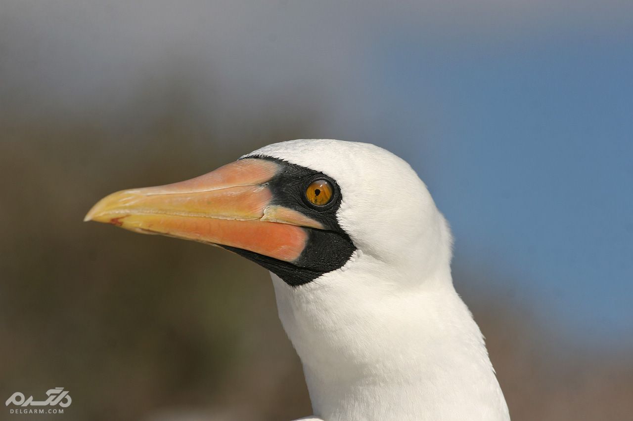 نقاب دار