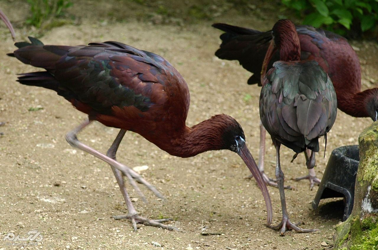 اکراس سیاه