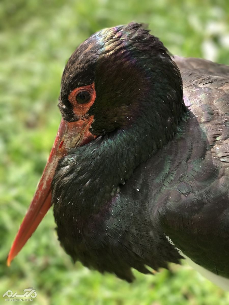 لک لک سیاه