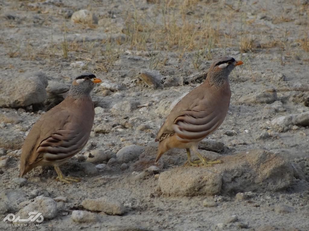 کبک تیهو ، تیهو