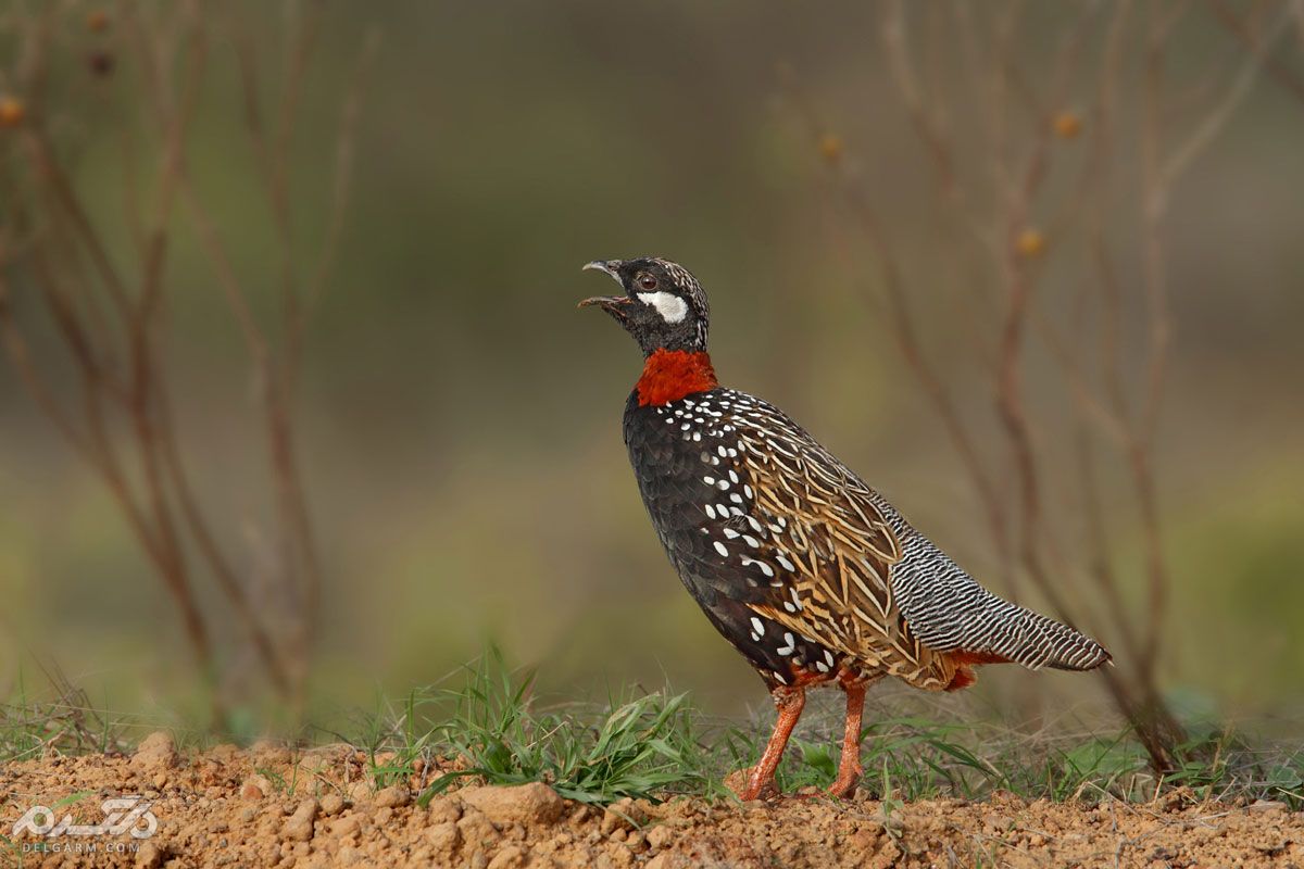 دراج ، کبک سیاه