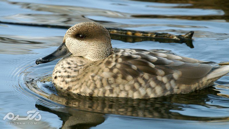 اردک مرمری ، خوتکا مرمری ، پرنده مرمری