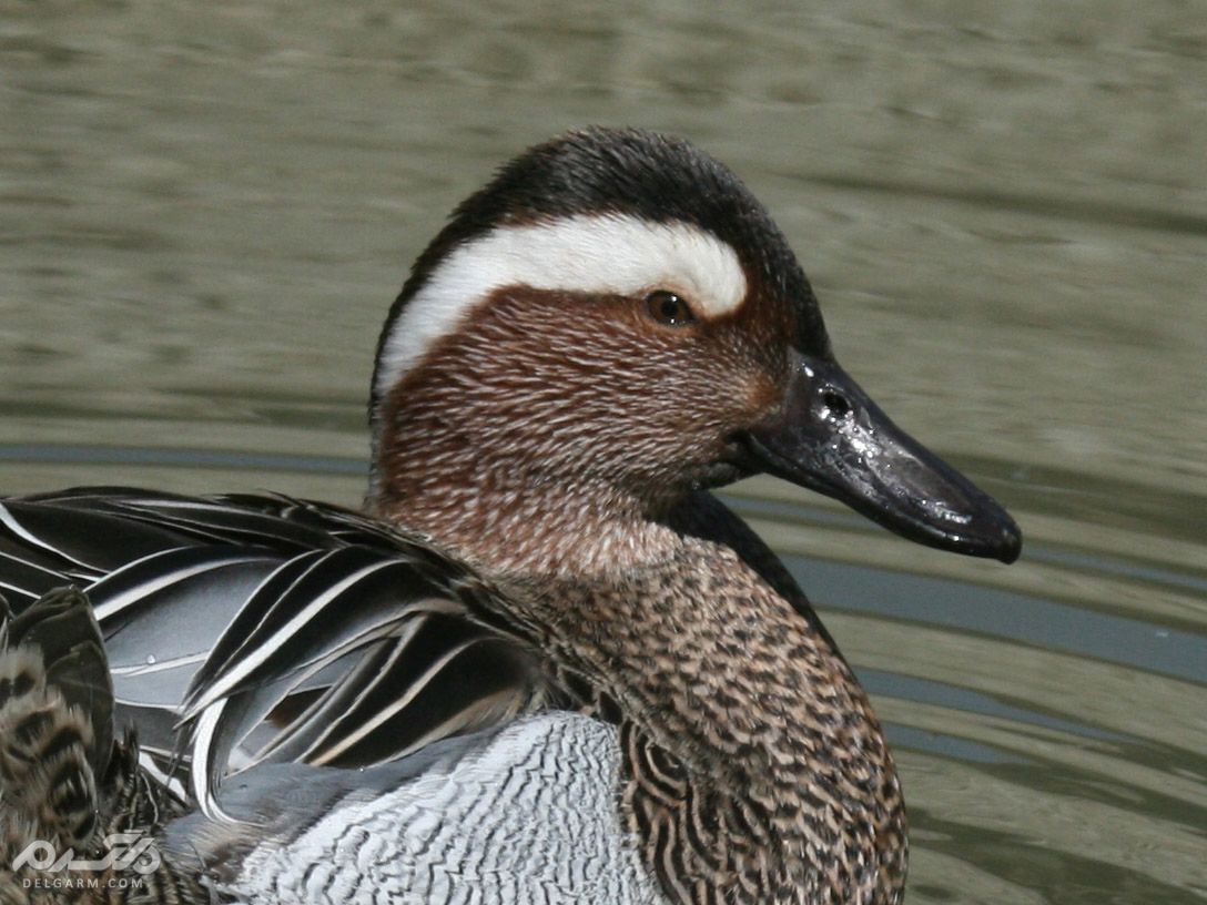 خوتکای ابرو سفید