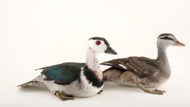 معرفی گونه از غاز به نام خوتکای گردن‌ سفید هندی (2 نکته مهم)