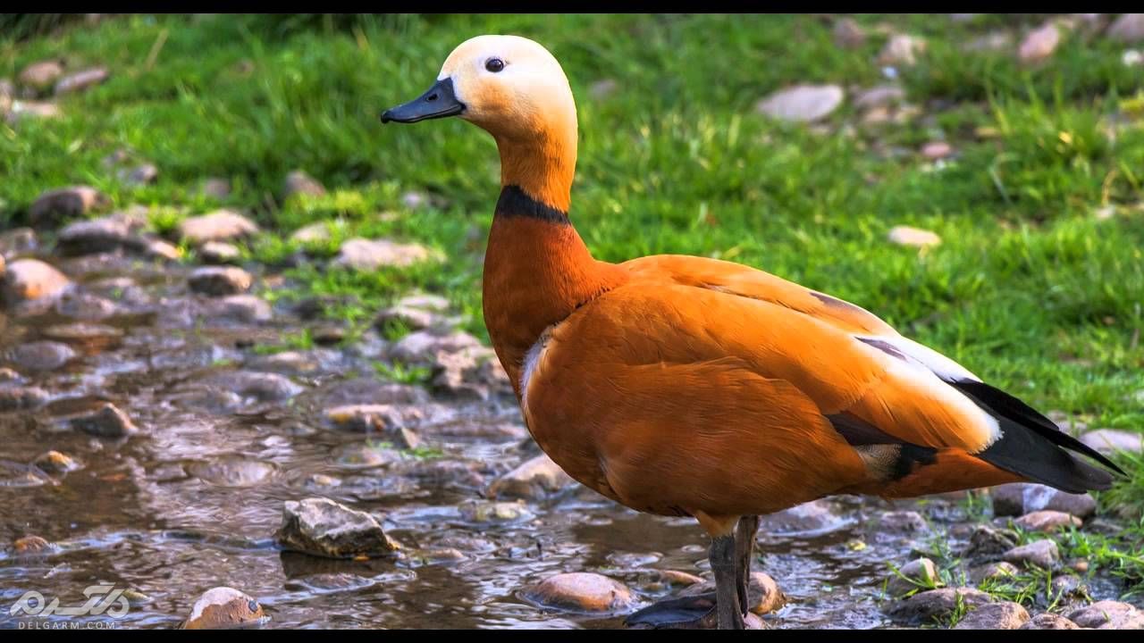 معرفی پرنده آنقوت و جز کدام دسته از پرندگان است ؟ + گالری (2 نکته مهم) www.delgarm.com